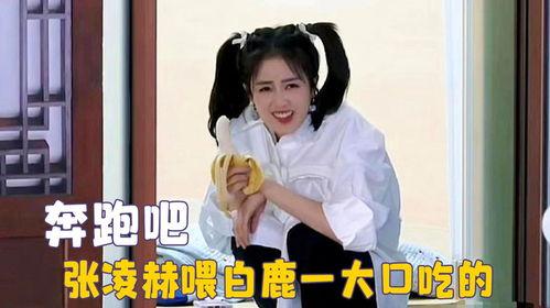 吃瓜直播讲白鹿  第1张