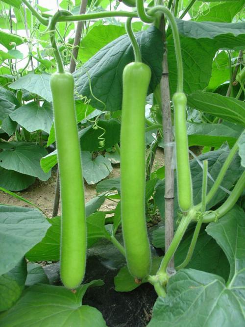 吃瓜鹅酱,揭秘娱乐圈背后的那些事儿  第3张