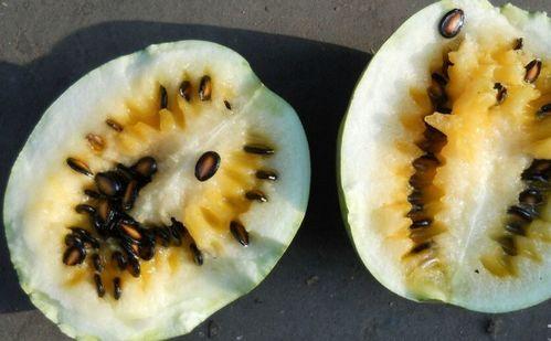 籽瓜是怎么吃,从田间到餐桌的味蕾之旅  第1张