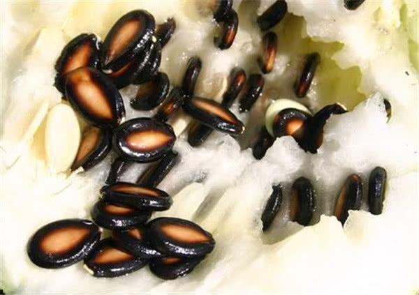 籽瓜是怎么吃,从田间到餐桌的味蕾之旅  第3张