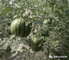 在瓜园买点瓜吃  第2张