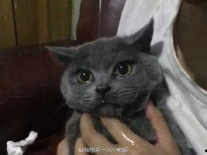 吃瓜看猫哭,揭秘娱乐圈的喜怒哀乐  第1张